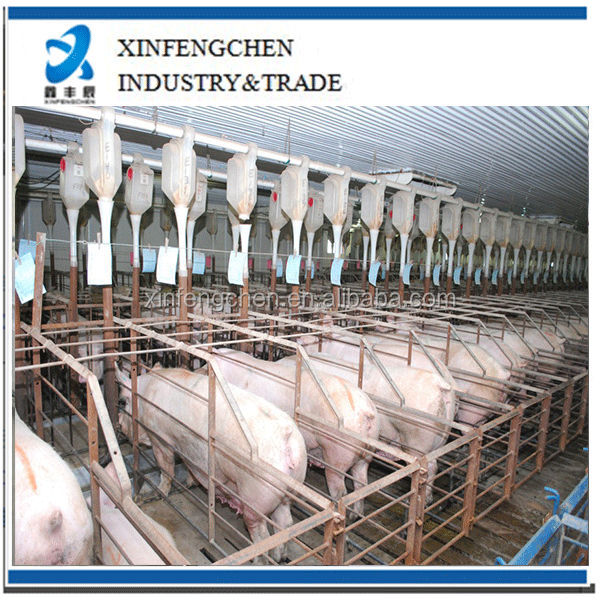pig-gestation-stall