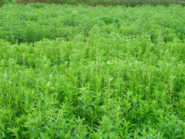 stevia powder sugar