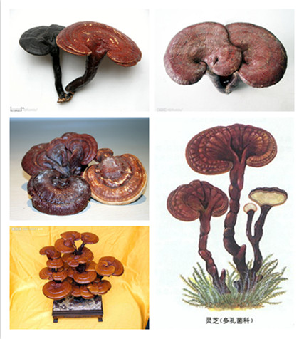 Levon Ganoderma Lucidum, Colostrum, and Semen Ziziphi Spinosae Capsule for Better Immunity and Sleep