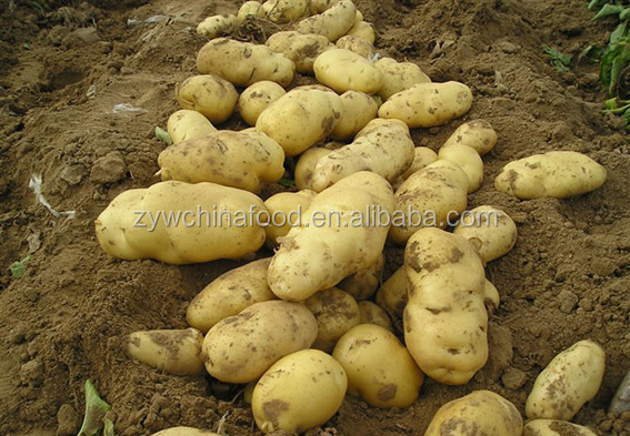 Fresh onion and potato enjoying great popularity with high quality in 2014