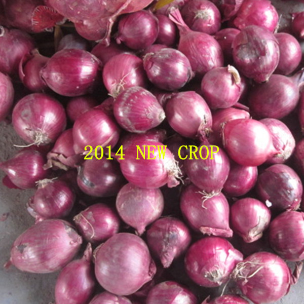 2014 new crop onion fresh onion fresh vegetable manufacturer factory farm