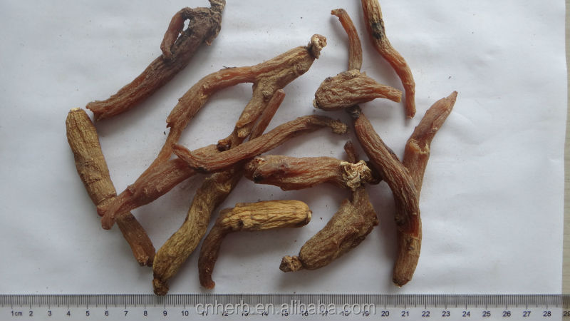Korean ginseng root sexual