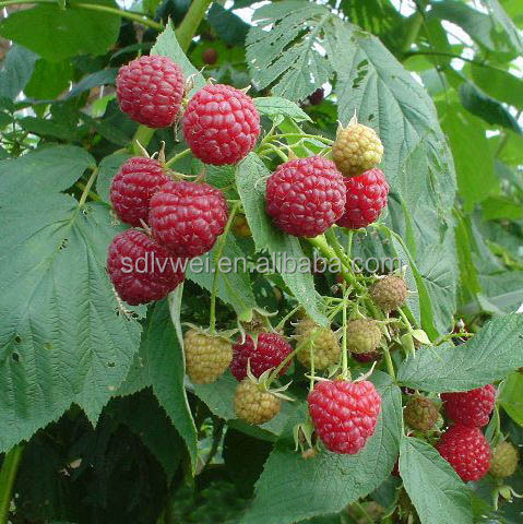 Red Raspberry juice concentrate