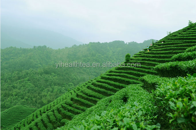 2014 Best quality E.U, USDA,JAS certificated organic green tea