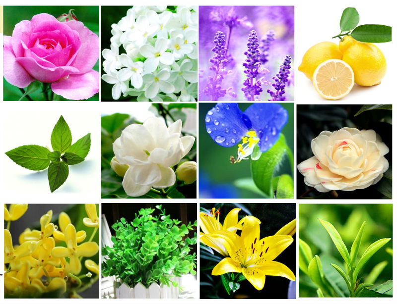 セラミックアロマグリーンシリーズバラの花とオリンパスli-42b30/100mlperfumrets- cd20問屋・仕入れ・卸・卸売り
