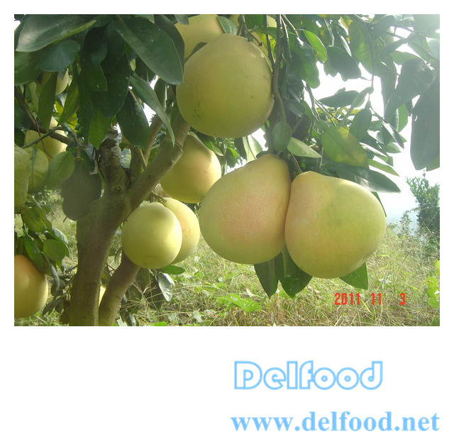 excellent pomelo grapefruit for export