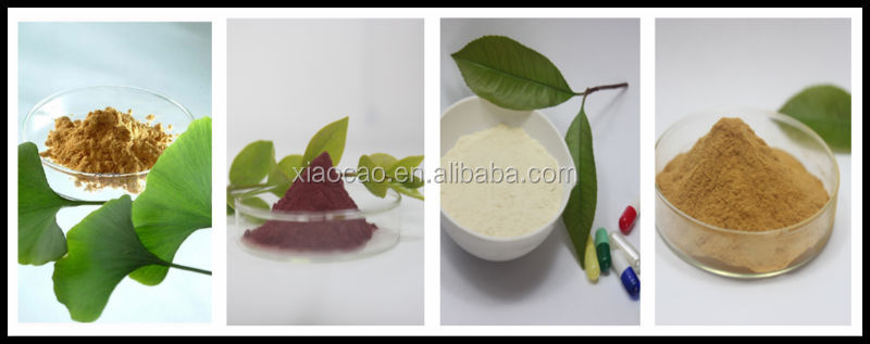 Green Tea Extract Powder,Green Tea Extract Capsules,Green Tea Extract 98%