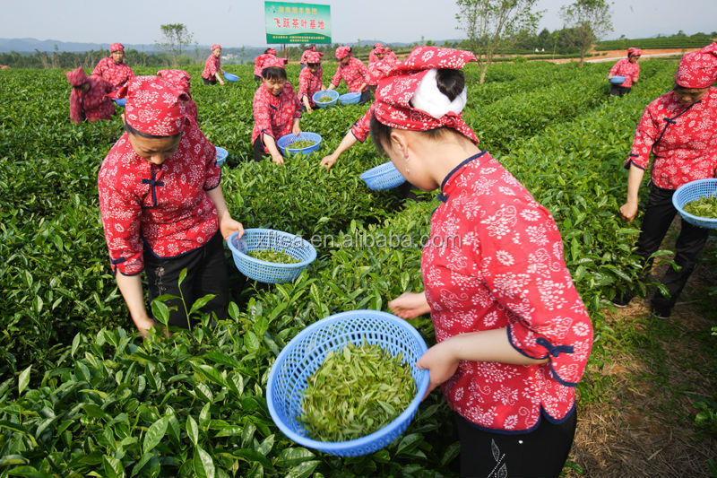 green needle king/green tea/china organic royal green tea
