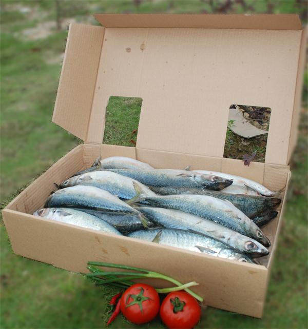 Canned Mackerel in Brine
