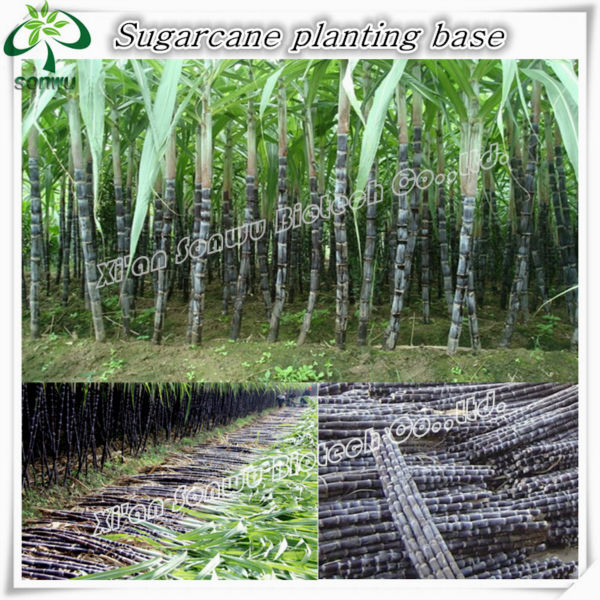 Sugar cane extract octacosanol policosanol