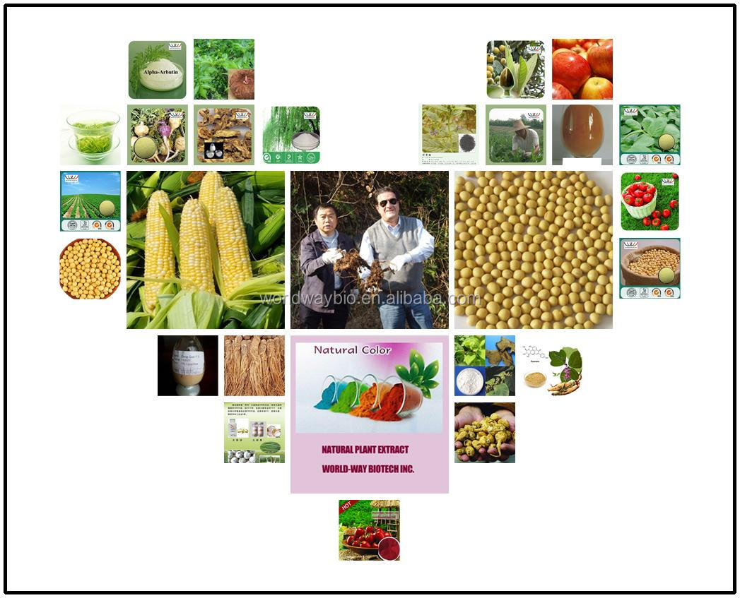 organic GMP cocoa extract 15% theobromine