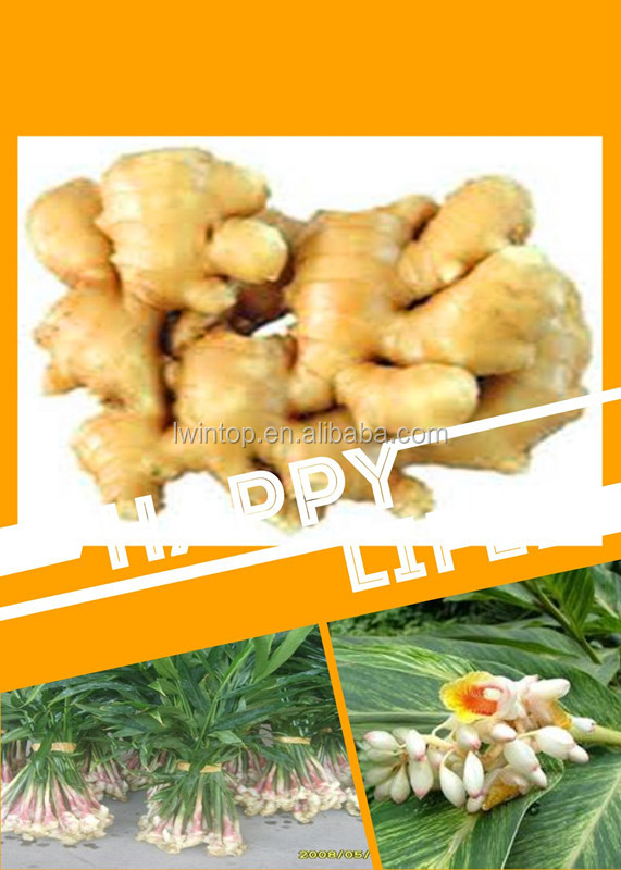 China air-dry ginger wholesale