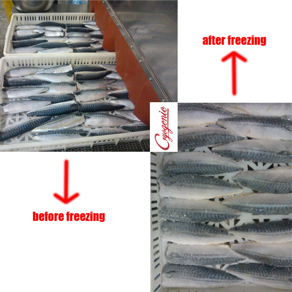 sardine tunnel iqf machine