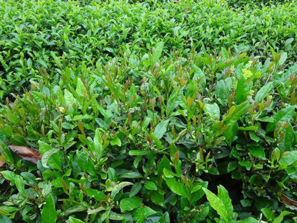 Free Shipping Zheng Shan Xiao Zhong BlackTea Good For Stomach organic tea