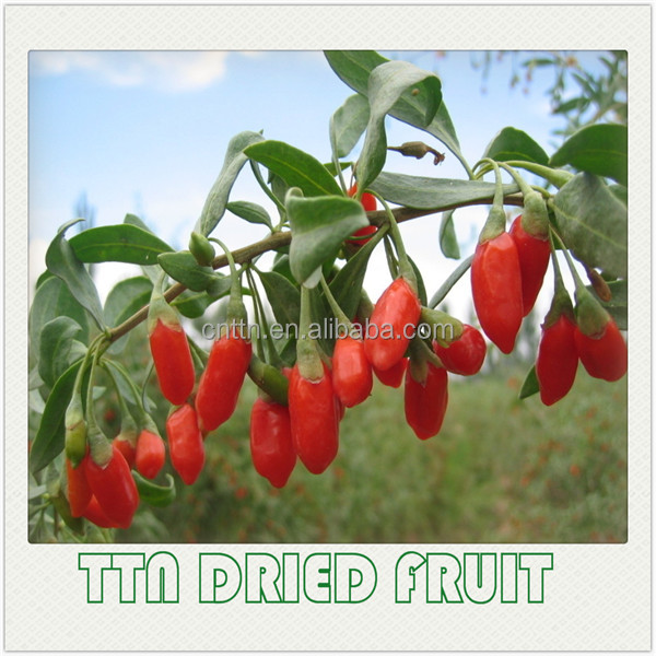 TTN sale 2014 new China ningxia dried goji berry price