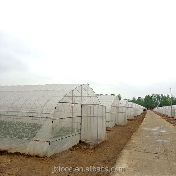2014 IQF Cauliflower in Frozen vegetables