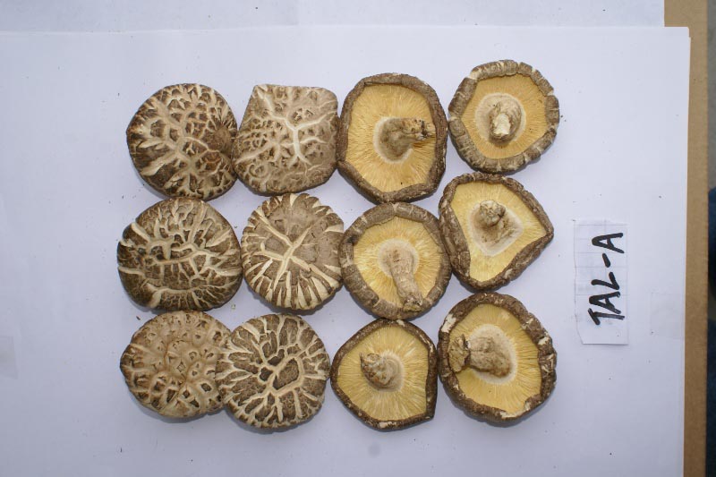 canned whole mushrooms