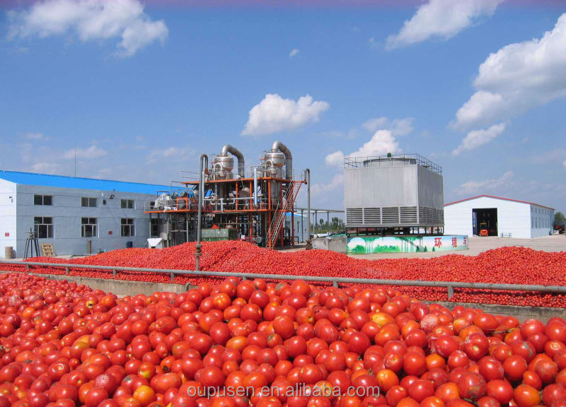 New Corp 2014 Concentrate 36-38% tomato paste in drum