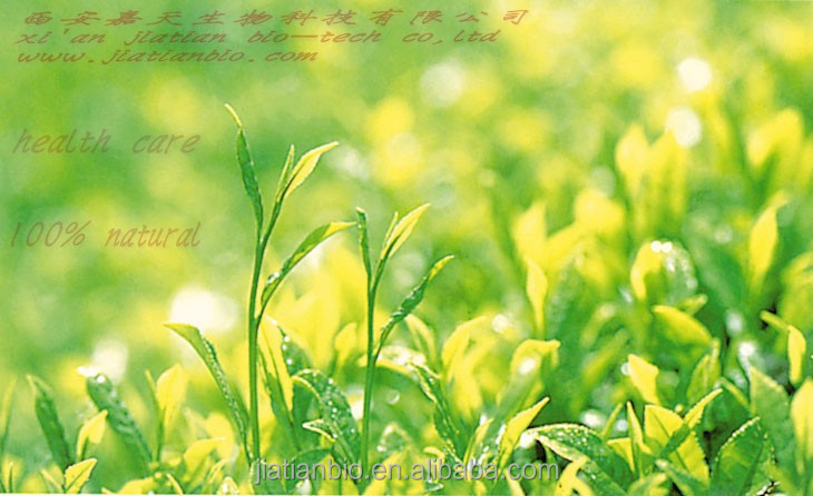 High quality saffron crocus extract