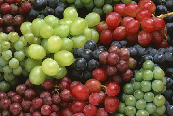 95% opc grape seed extract