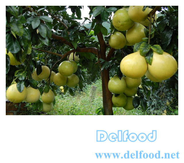 excellent pomelo grapefruit for export
