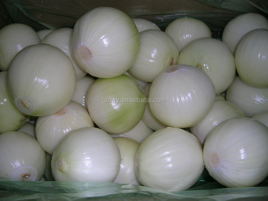 FRESH ONION FOR EXPORT
