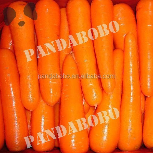Chinese bulk fresh carrot from pandabobo