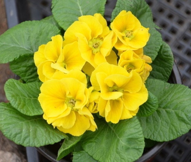 Купить 30 семян смешать цвет европейских Примула семена, primula ...