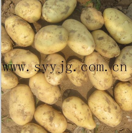 Fresh holland potato / Chinese potato export to Russia