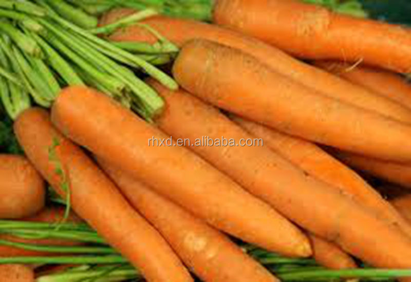 2014 New Crop bulk carrot