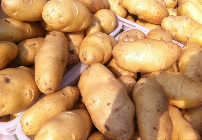 2014 new crop different size Chinese Holland sweet potato
