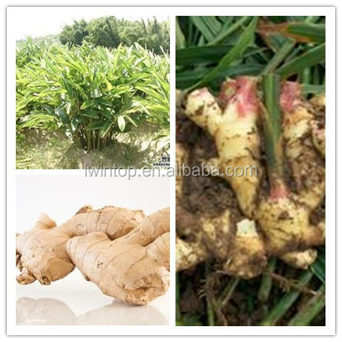 Ginger exporters,price of fresh ginger,high quality lower price