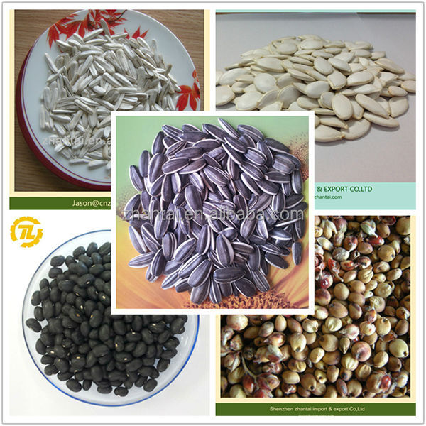 no-gmo corn feed in bulk for sale
