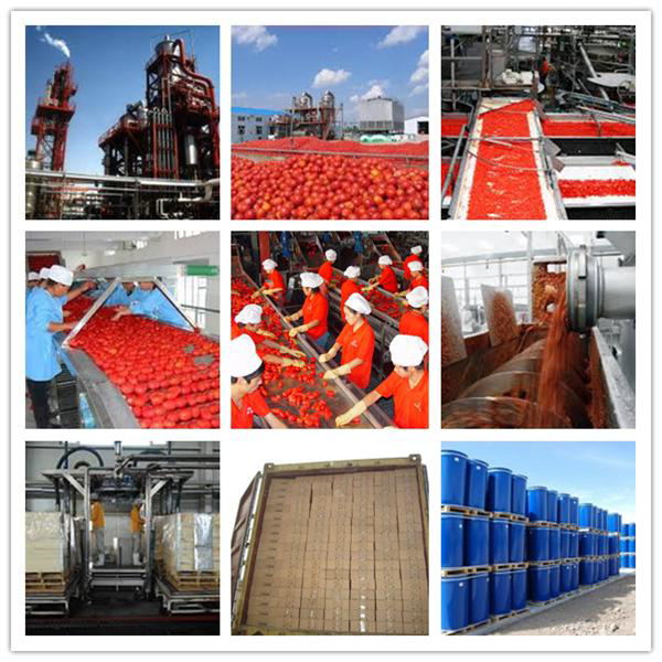 high quality tomato paste 400g own best price