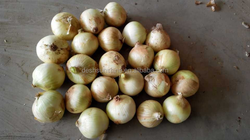 China Bulk Onion