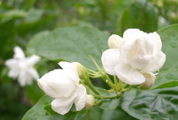 organic Health Eu standarad Jasmine flower good quality herbal tea