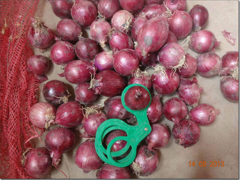 2013 new crop fresh red onion