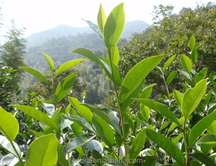 Top Class Lapsang Souchong tea XZ002, Red Tea Wuyi Black Tea,Organic tea