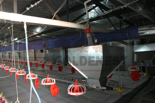 automatic chicken farming equipment
