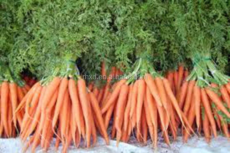 2014 New Crop bulk carrot