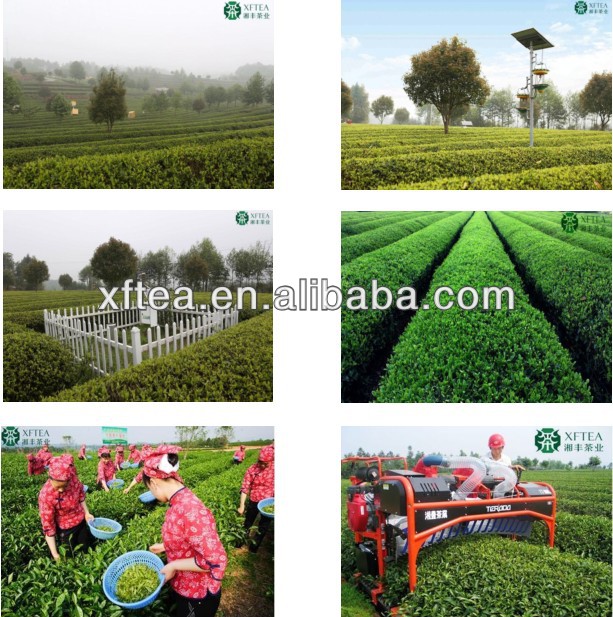 Cheap Broken Green Tea/Green Tea Fannings