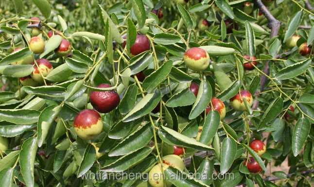 Jujube Red Dates In Bulk (WBTC0067)