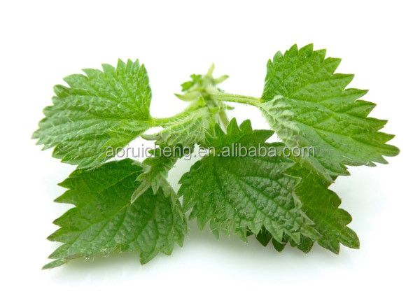 nettle extract powder, nettle root, nettle leaf extracts