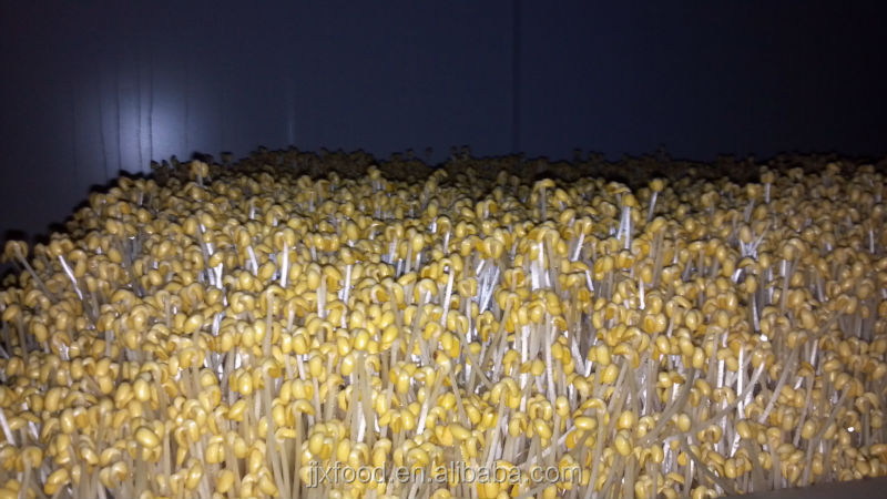 Rest assured frozen soybean sprout