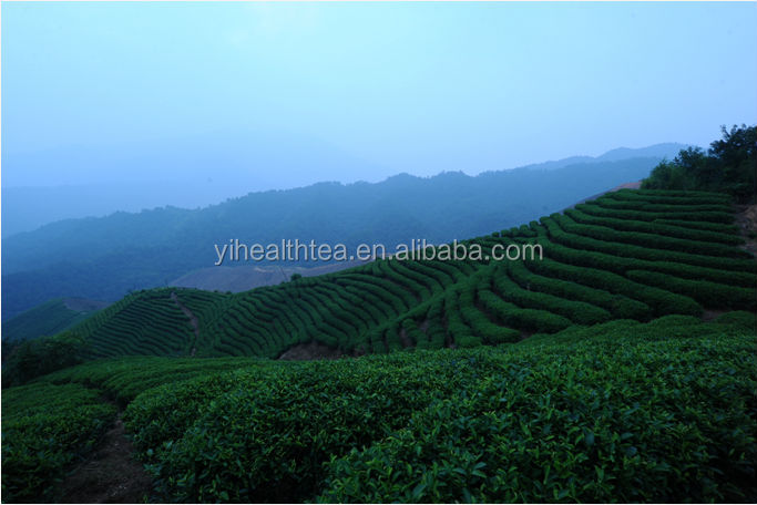 2014 Best quality E.U, USDA,JAS certificated organic green tea