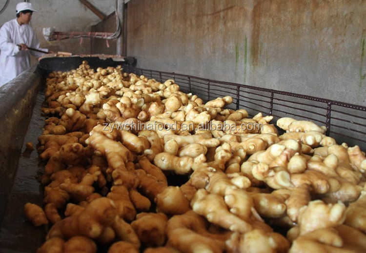 2014 High Quality New Crop Chinese Fresh Ginger Prices Exporter in Shandong of China