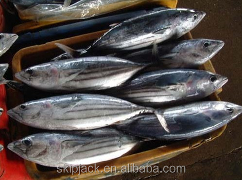 skipjack chunk tuna can