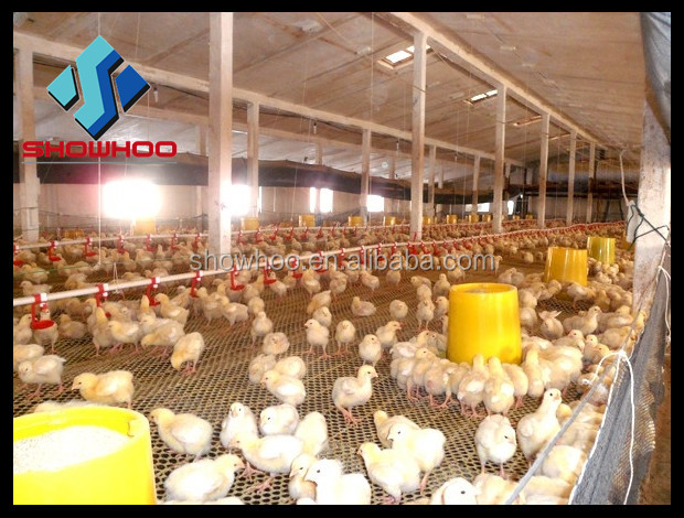Chicken Shed Design from Factory-Poultry House Construction