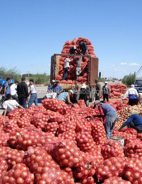 NEW FRESH YELLOW ONION FOR EXPORT