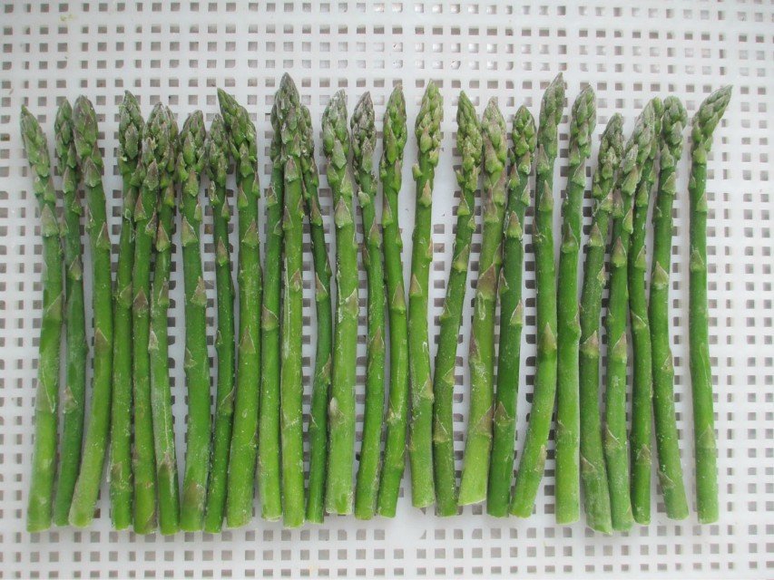 Chive types IQF & Frozen green onion